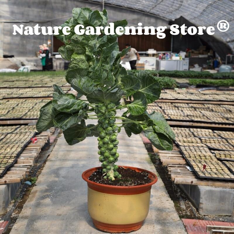 เมล็ดพันธุ์ กะหล่ำดาว บรรจุ 20 เมล็ด Brussels Sprouts Seed Organic Vegetable Seeds for Planting เมล็ดกะหล่ำบรัสเซลส์