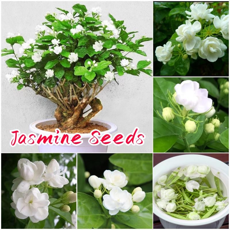 เมล็ดพันธุ์ ดอกมะลิ บรรจุ 50 เมล็ด Fragrant Jasmine Seed Flower Seeds เมล็ดดอกไม้ บอนสีราคาถูก ดอกไม้หอม เมล็ดบอนสี - รูปที่ 6