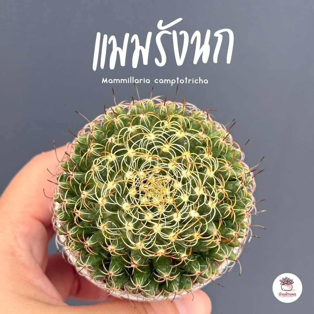 แมมรังนก Mammillaria camptotricha แคคตัส กระบองเพชร cactus&succulent