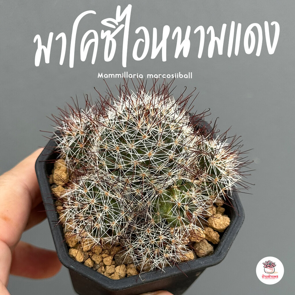 แมมมาโคซิไอหนามแดง Mammillaria marcosii Red Spines แคคตัส กระบองเพชร cactus&succulent