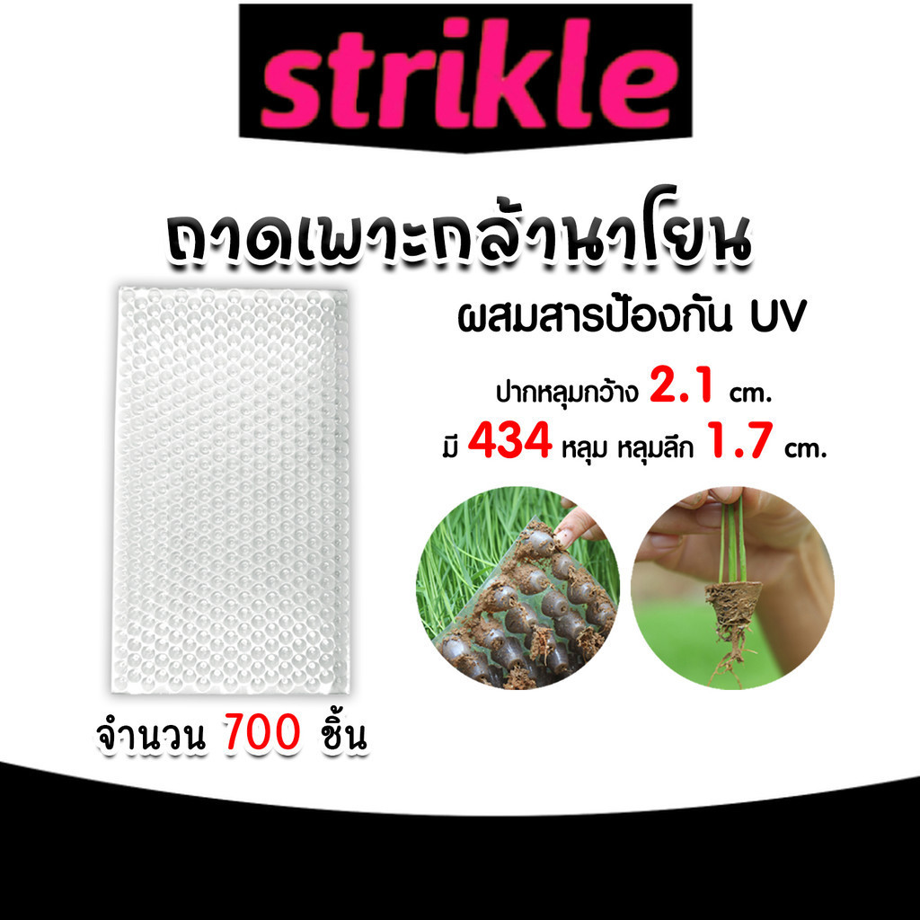 ถาดเพาะกล้านาโยน 434 หลุม แพ็ค 700 ชิ้น ถาดเพาะนาโยน เพาะกล้านาโยน กล้านาโยน ถาดนาโยน ถาดเพาะปลูก  ถ