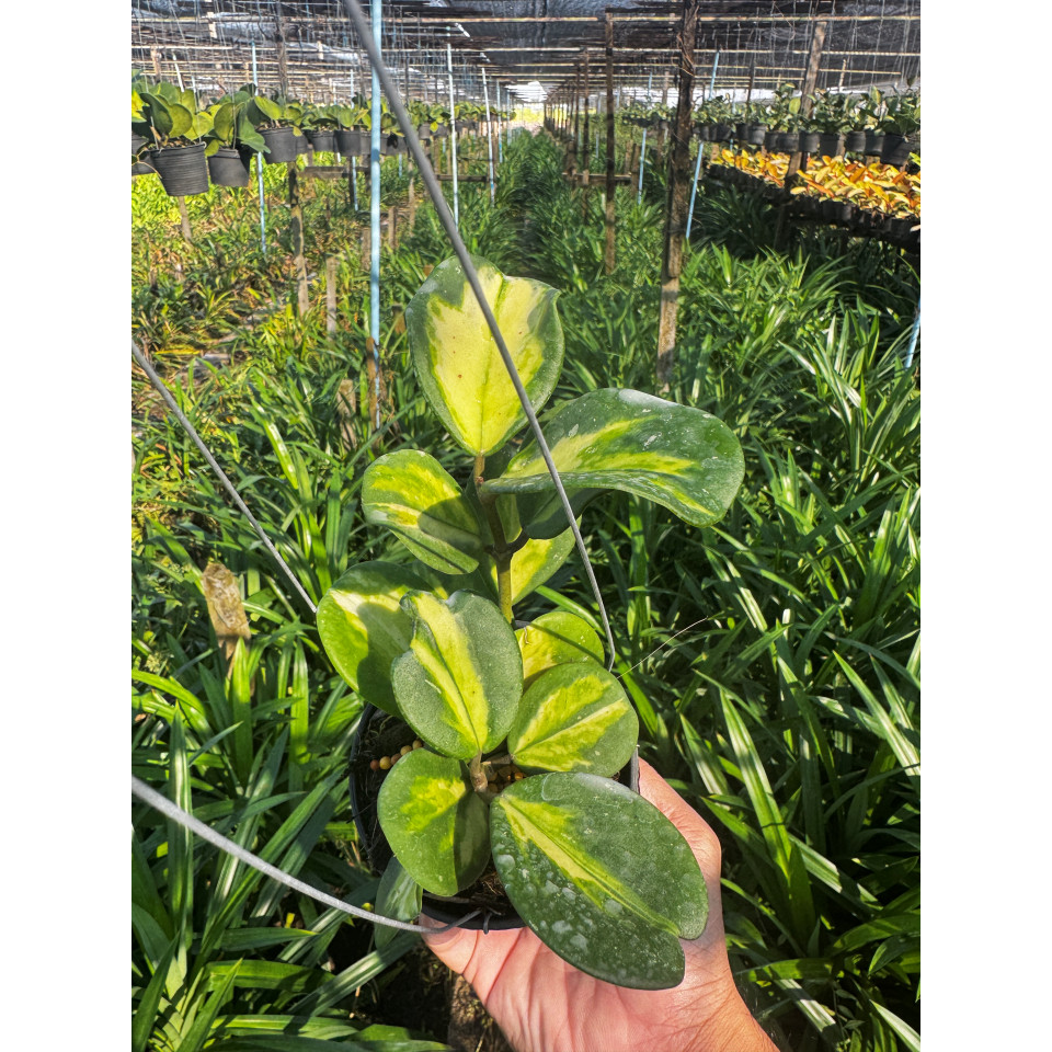 มุมมอง 7