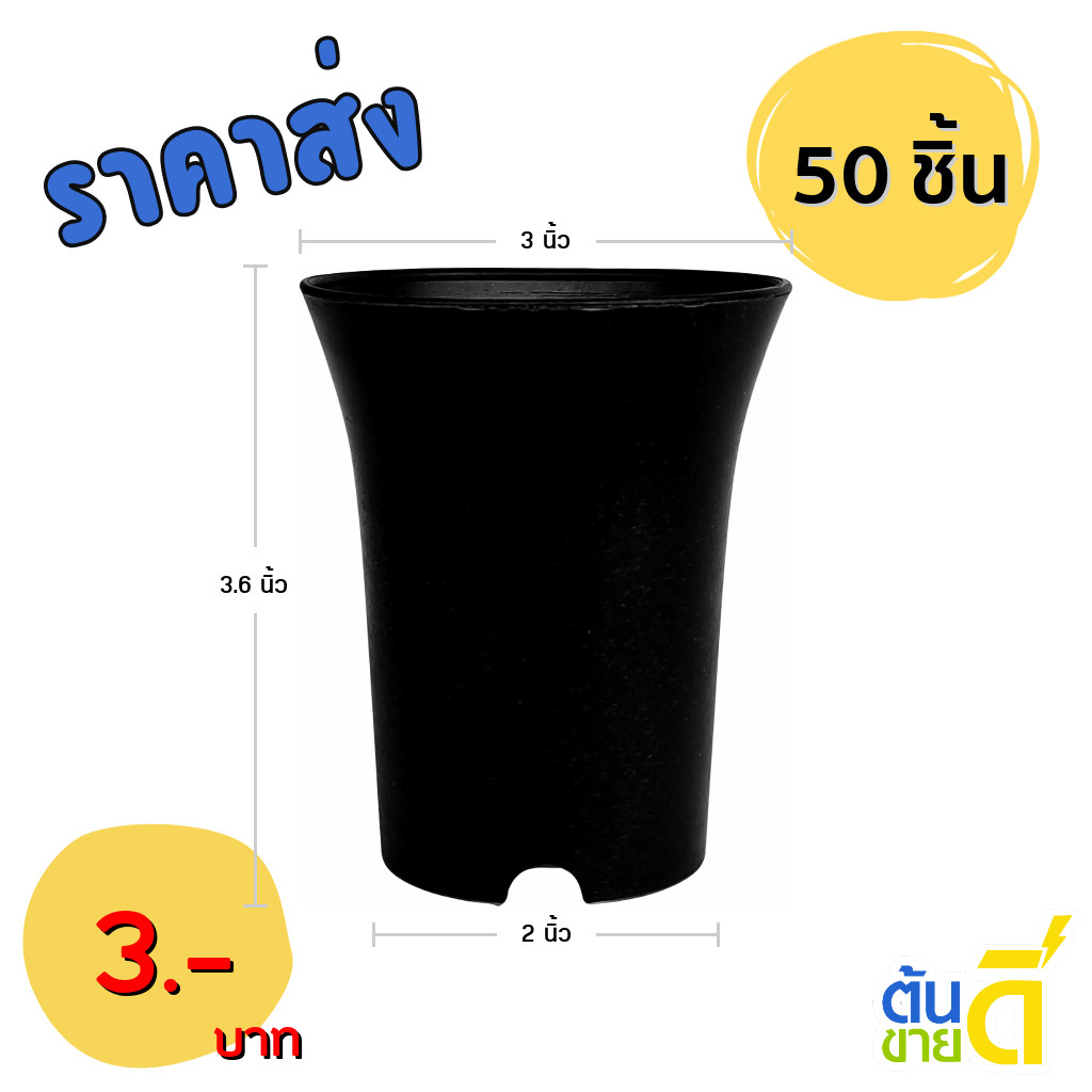 กระถางปากแตร กระถาง กระถางไม้กราฟ ทรงสูง 3 นิ้ว 50 ใบ สีดำ ยกมัด