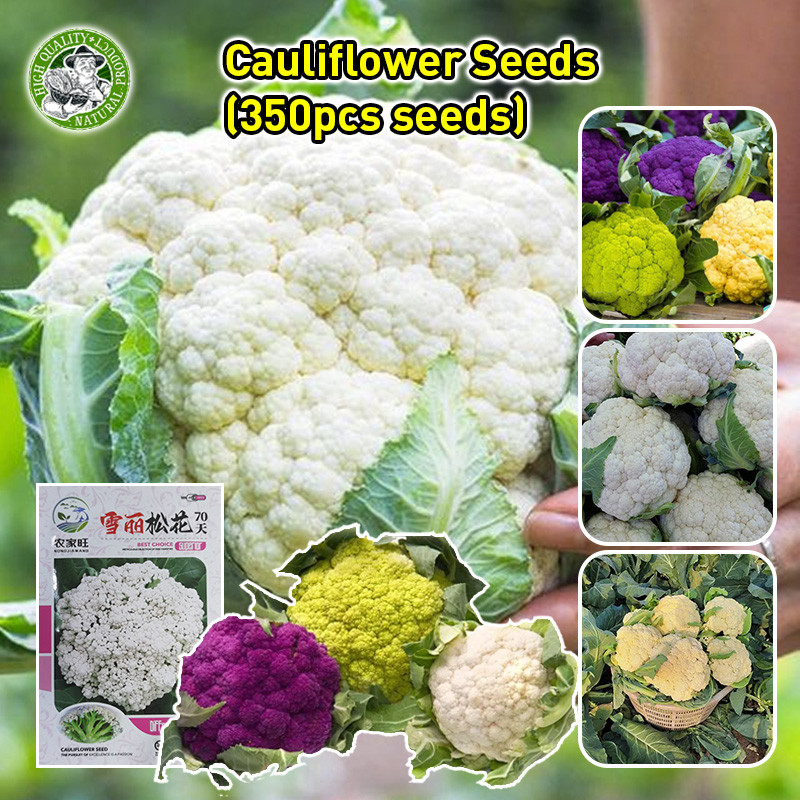 เมล็ดพันธุ์ กะหล่ำดอก สโนว์บอล (Snowball Self Blanching Cauliflower Seed) เมล็ดพันธุ์ กะหล่ำดอก ประม
