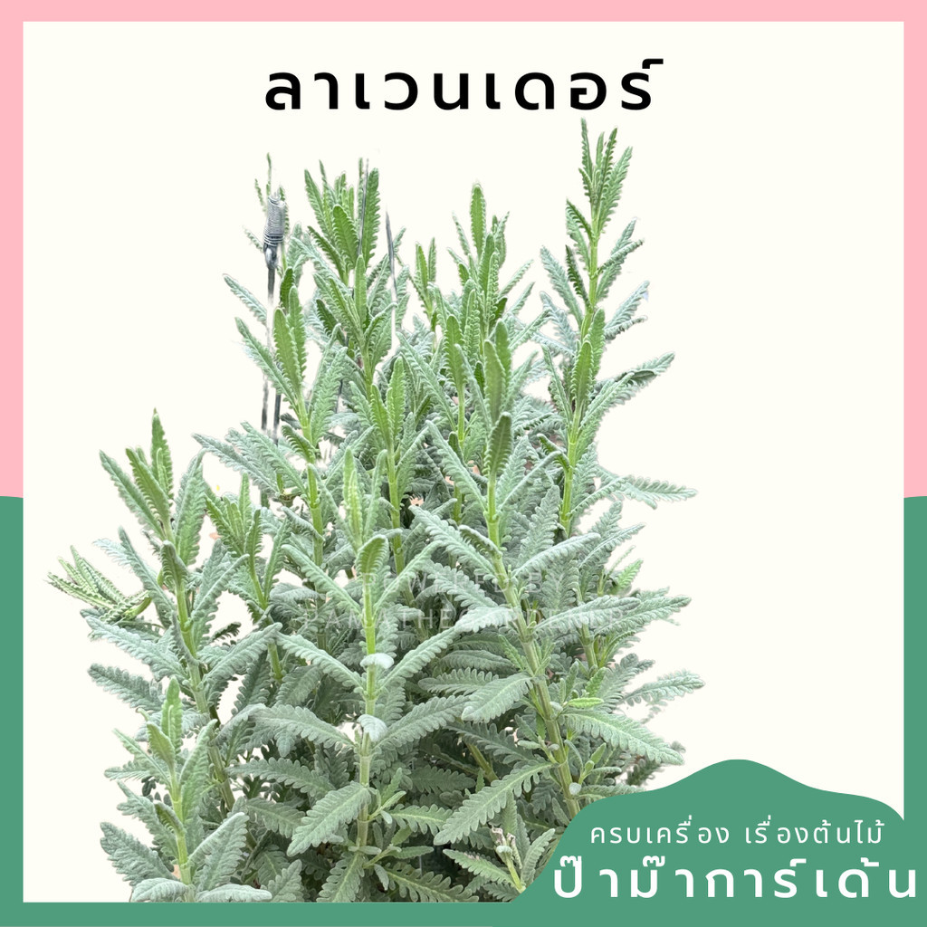 ต้นลาเวนเดอร์ ไฮบริด ส่งพร้อมกระถาง 5-8 นิ้ว