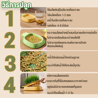 ชุดปลูกข้าวสาลีแมว หญ้าแมว เมล็ดพืช 5 แพ็ค นํากลับมาใช้ใหม่ได้ ไฮโดรโปนิกส์ หญ้าแมวออแกนิก