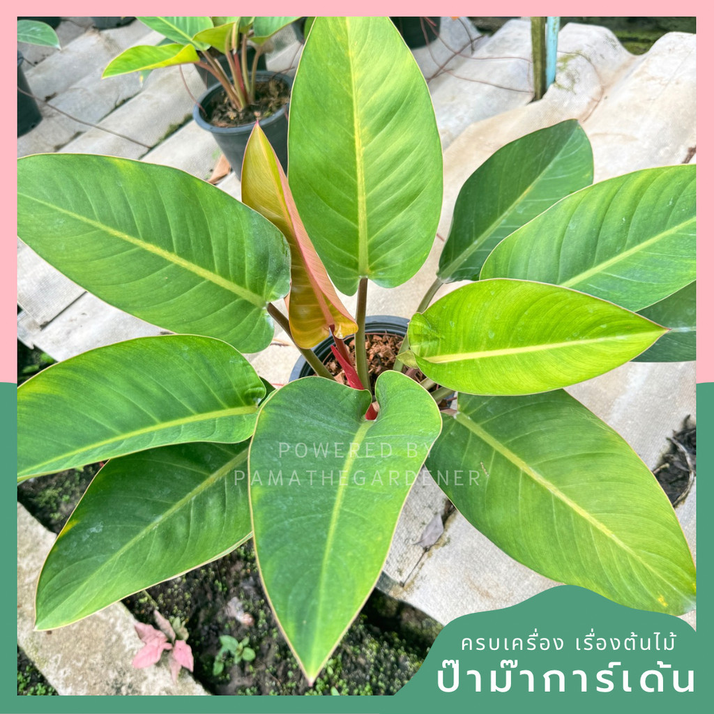 เรดคองโก กระถาง 11 นิ้ว  PHILODENDRON ROJO CONGO