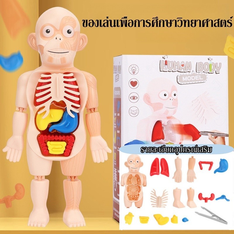 โมเดลร่างกายมนุษย์ ของเล่นเพื่อการศึกษา โครงสร้างของมนุษย์ แบบจำลองทางการแพทย์