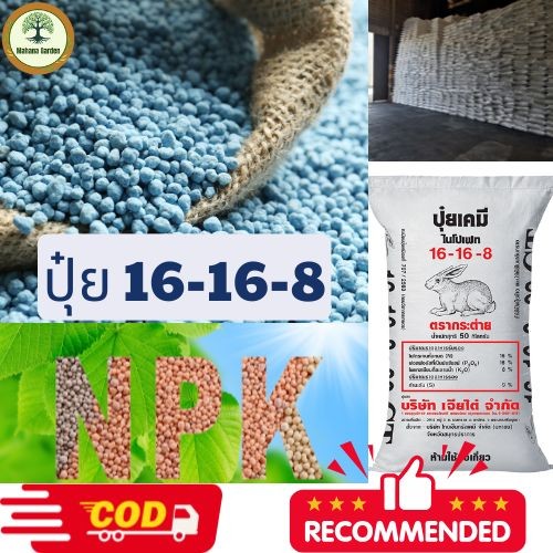 ปุ๋ย 16-16-8 - สูตรที่สมดุล ช่วยให้พืชเจริญเติบโตแข็งแรง เหมาะกับพืชทั้งระยะสั้นและระยะยาว