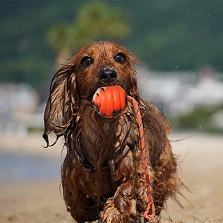 HamshMoc สุนัข Chew Ball ของเล่น Bite-Resistant Molar สัตว์เลี้ยง Tug ของเล่นเชือก Ball Interactive สนุกเล่นทําความสะอาดฟันสําหรับสุนัข