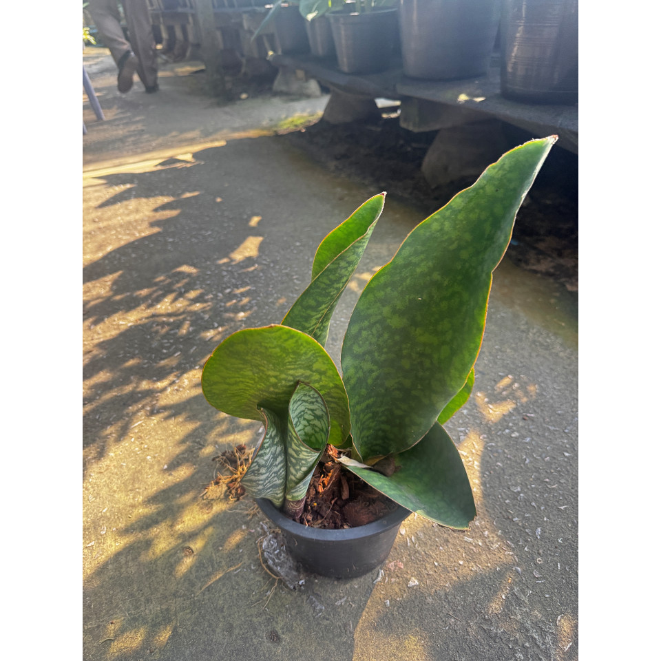 มุมมอง 3