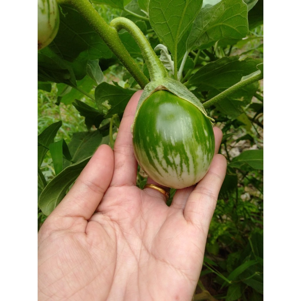 [10แถม1คละได้] เมล็ดพันธุ์ เมล็ดมะเขือเปราะ ลายคางกบ มะเขือลายคางกบ 100 เมล็ด มีคู่มือปลูก - รูปที่ 3