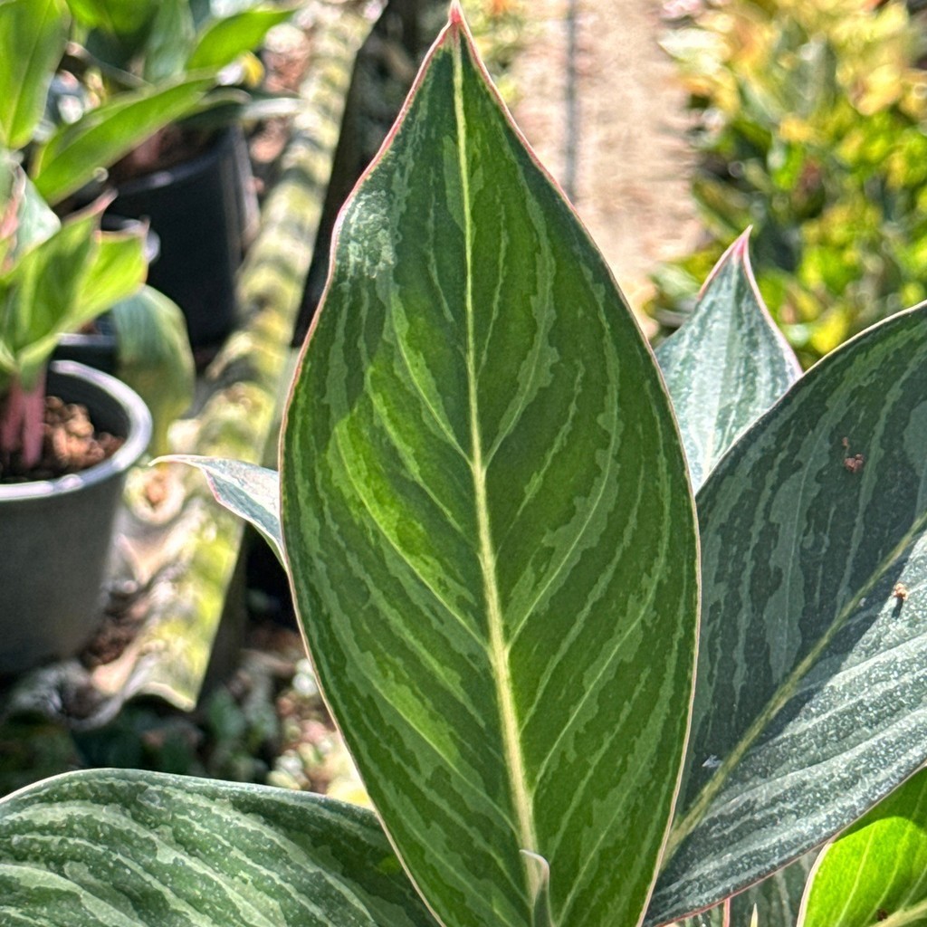 มุมมอง 4