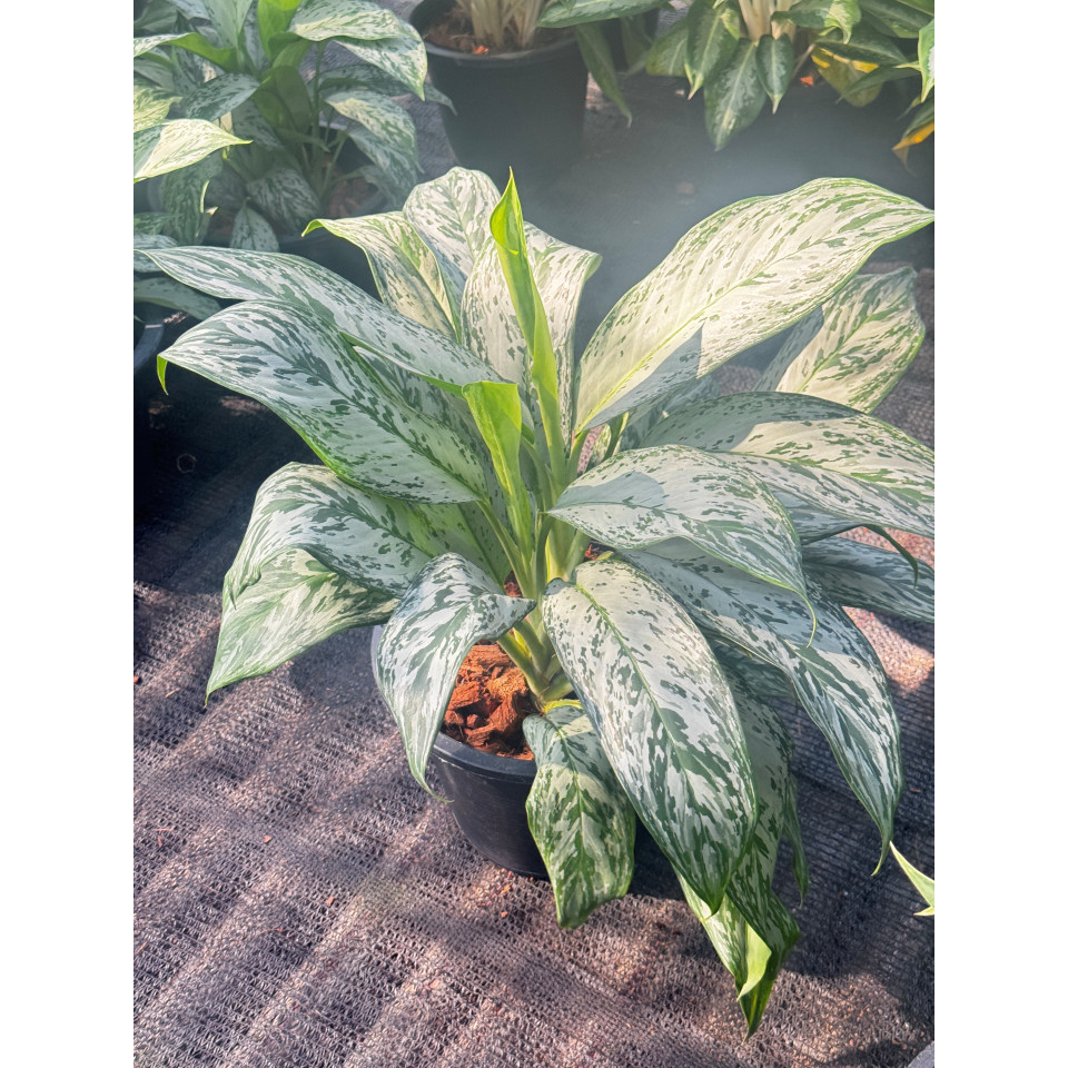 มุมมอง 4