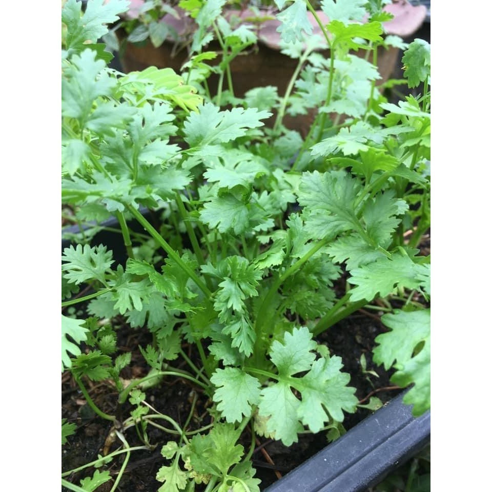 [10แถม1คละได้] เมล็ดพันธุ์ ผักชี ผักชีหอม ผักชีไทย 5-10 กรัม มีคู่มือปลูก