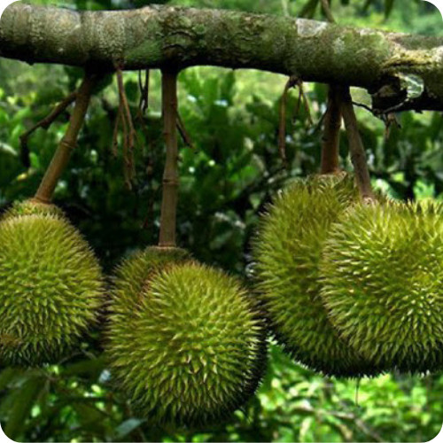 🌳ต้นทุเรียนแคระอินโด 🌳เนื้อสีเหลือง รสหวานเข้ม ต้นกล้าเสียบยอด ความสูง 60-80ซม🌳 - รูปที่ 5