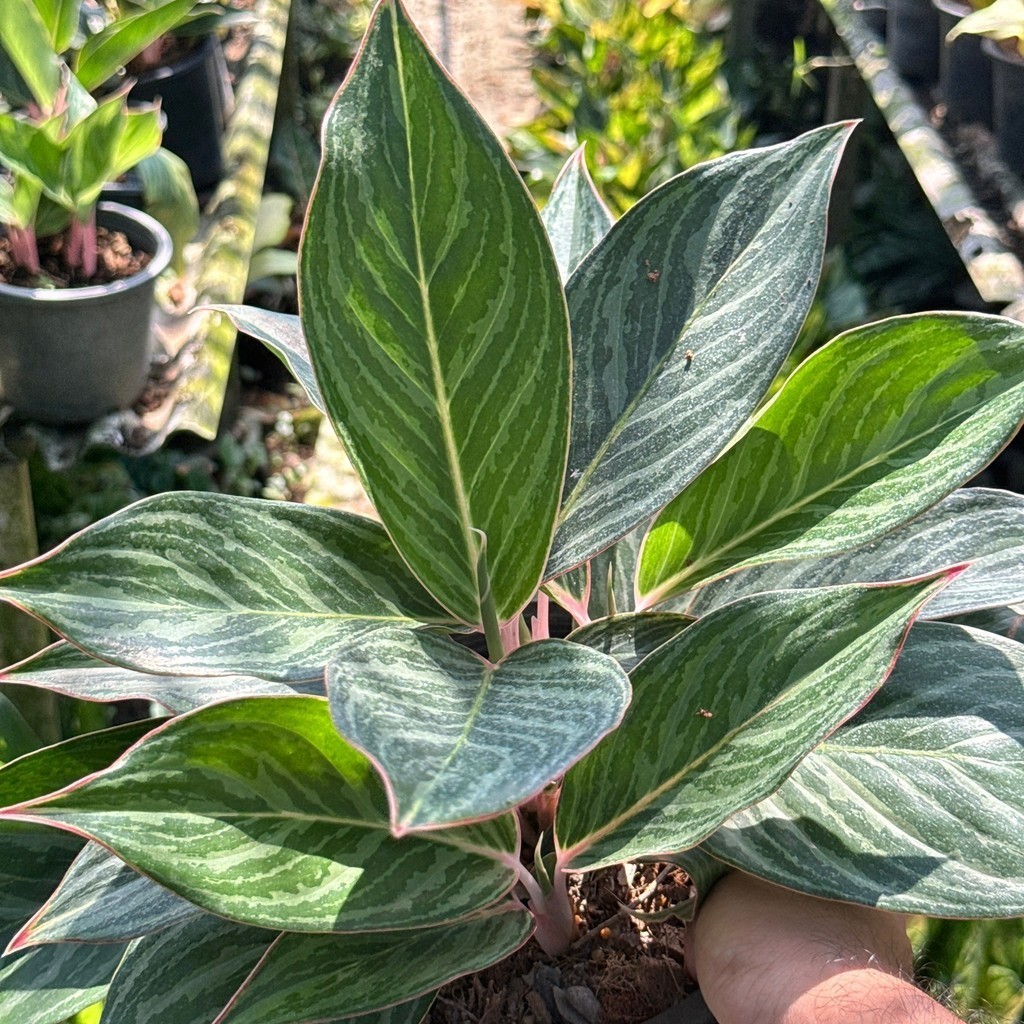 มุมมอง 3