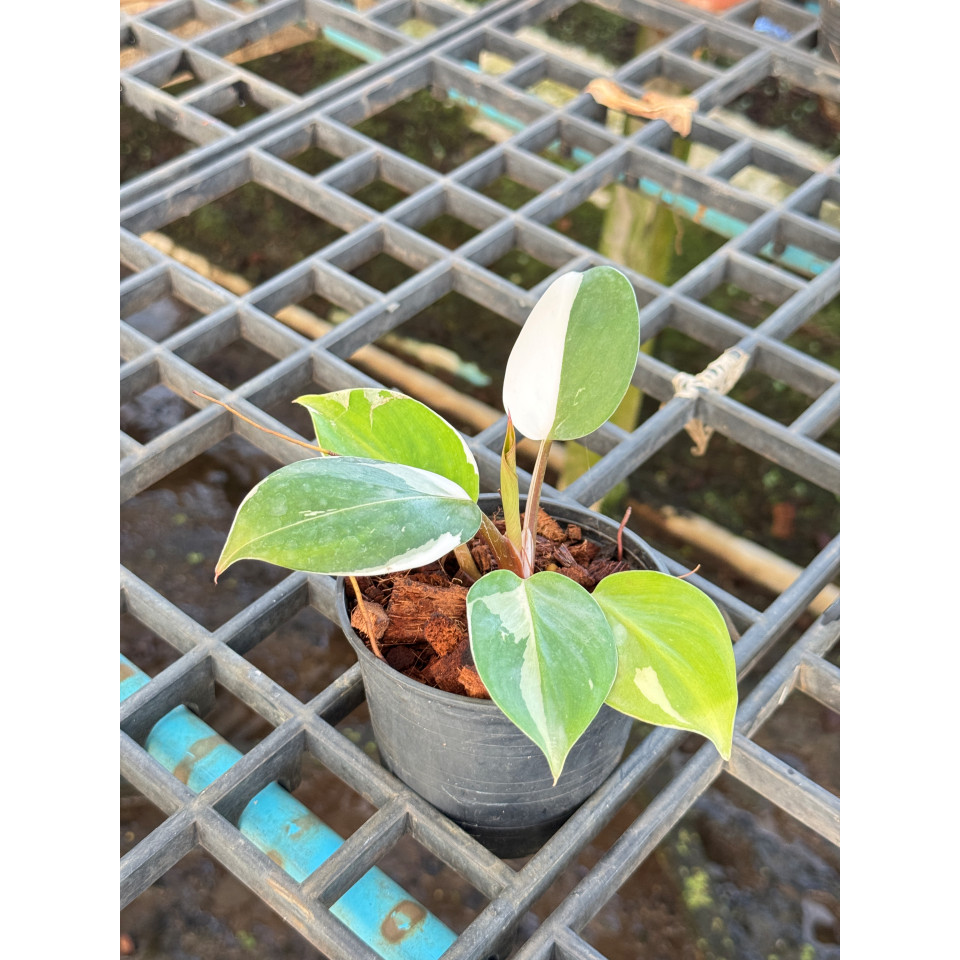 มุมมอง 7