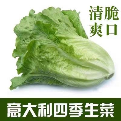 เมล็ดพันธุ์ ผักกาดหอม อิตาลี สีเขียว (500เมล็ด/ซอง) ผักกาดหอมสลัด Rapid Leafy Romaine Lettuce Seeds Vegetable Plants - รูปที่ 5