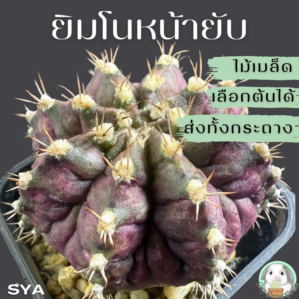 ยิมโนหน้ายับ (เลือกต้นได้) ไม้เมล็ด ลูก Trex/Tluk ( ต้นกระบองเพชร Gymnocalycium ) Set SYA ต้นแคคตัส