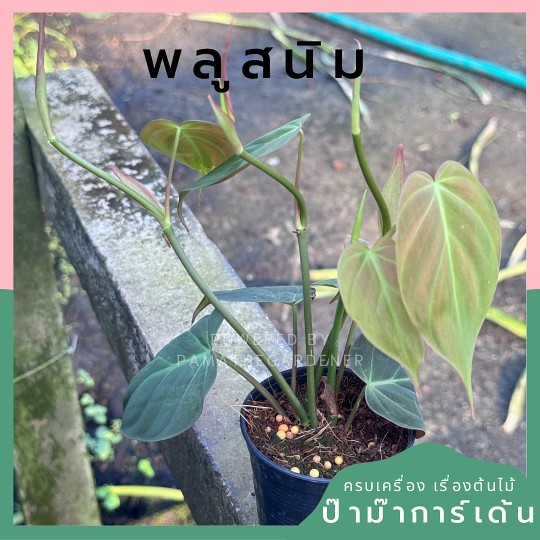 พลูสนิม สีใบจะออกสีเขียวน้ำตาลโดนแสงแล้วจะมีประกาย