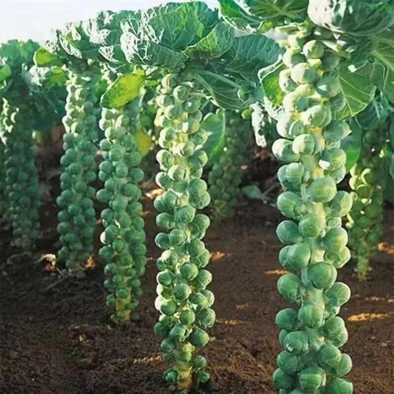 เมล็ดพันธุ์ กะหล่ำดาว บรรจุ 20 เมล็ด Brussels Sprouts Seed Organic Vegetable Seeds for Planting เมล็ดกะหล่ำบรัสเซลส์