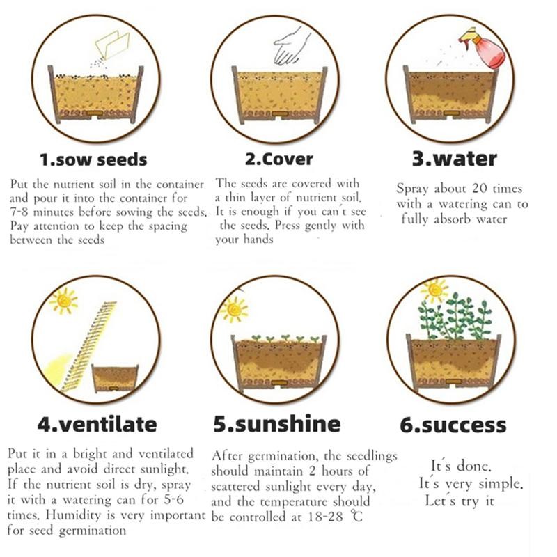 เมล็ดพันธุ์ อย่าลืมฉัน 10 เมล็ด Forget-me-not Seed Blue Flower Seeds เมล็ดดอกไม้ บอนสีสวยๆ ต้นไม้ประดับ ดอกไม้ปลูก ต้นไม - รูปที่ 6