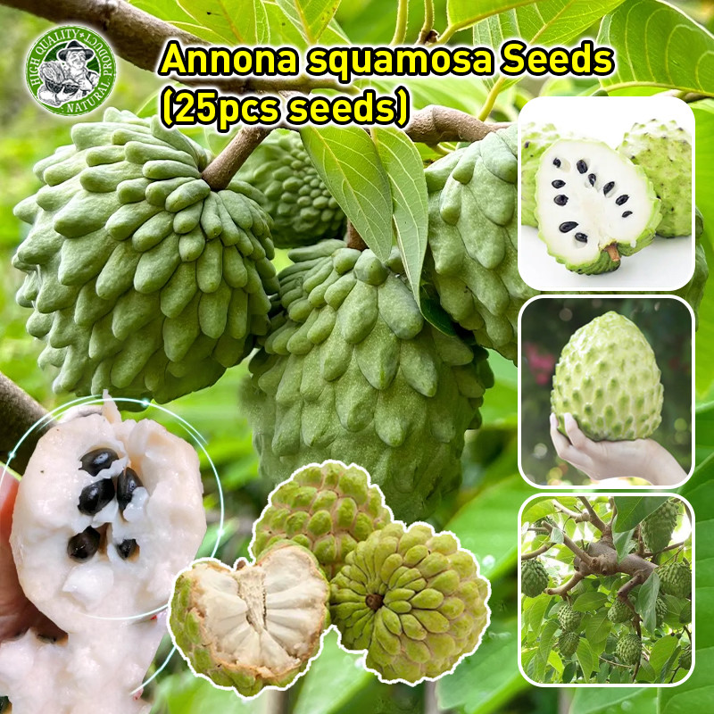 🌱น้อยหน่า เมล็ดพันธุ์ Sweet Dwarf Annona Squamosa Seeds Sugar-apple Fruit Seeds Fruit Plants Seeds เมล็ดพันธุ์ผลไม้