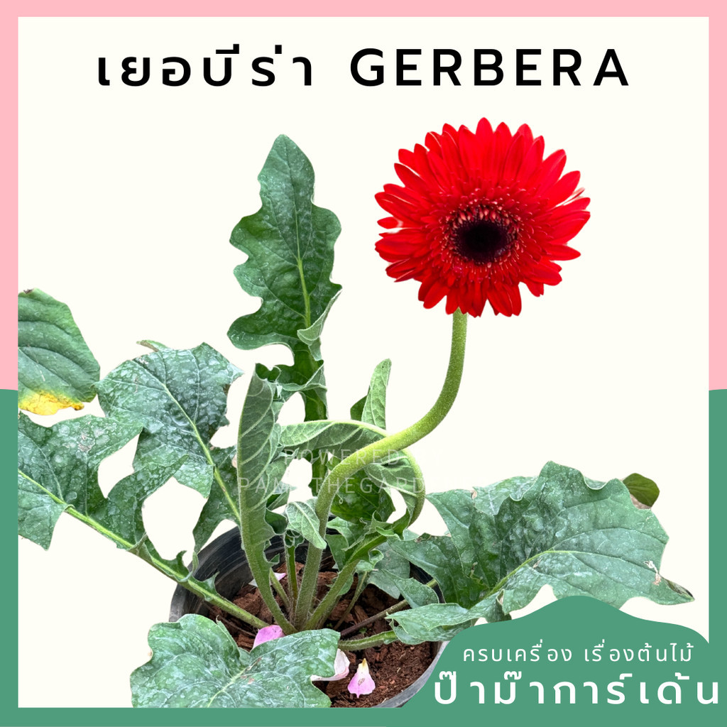 ต้นเยอบีร่า Gerbera คละสีนะคะ