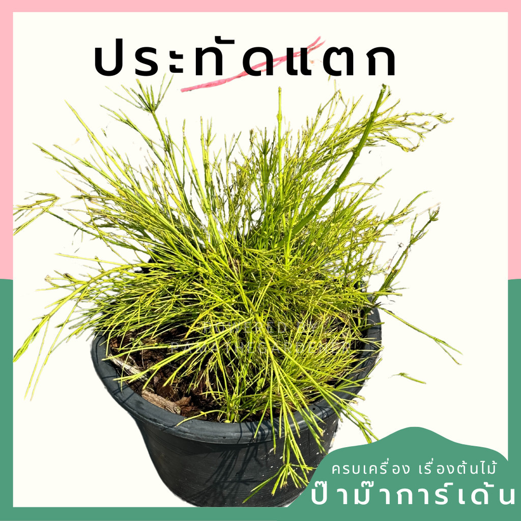 ประทัดแตก พร้อมกระถาง 11 นิ้ว คละสีดอก