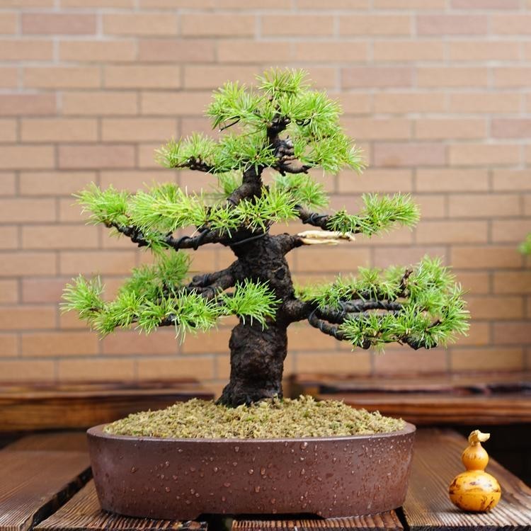 ต้นสนขาวญี่ปุ่น ต้นสนญี่ปุ่น Japanese White Pine Pinus 50เมล็ดพันธุ์คุณภาพ ต้นไม้ เมล็ดพันธุ์ พันธุ์ไม้หายาก ต้นไม้หายาก