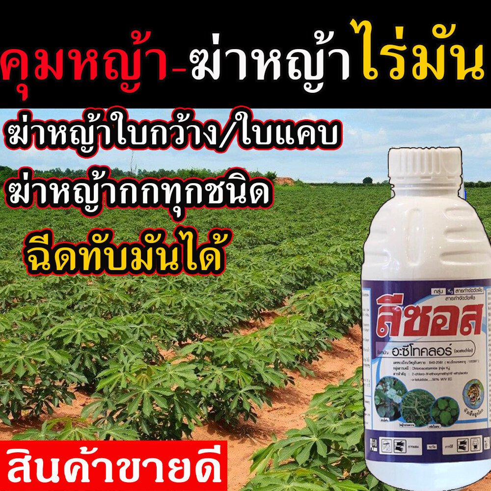 ยา ฆ่าหญ้ามันสำปะหลัง (ฉีดทับมันได้) คุมหญ้าในมัน ฆ่าไร่มัน คุมหญ้ามัน ฆ่าหญ้าในไร่มัน 1 ลิตร