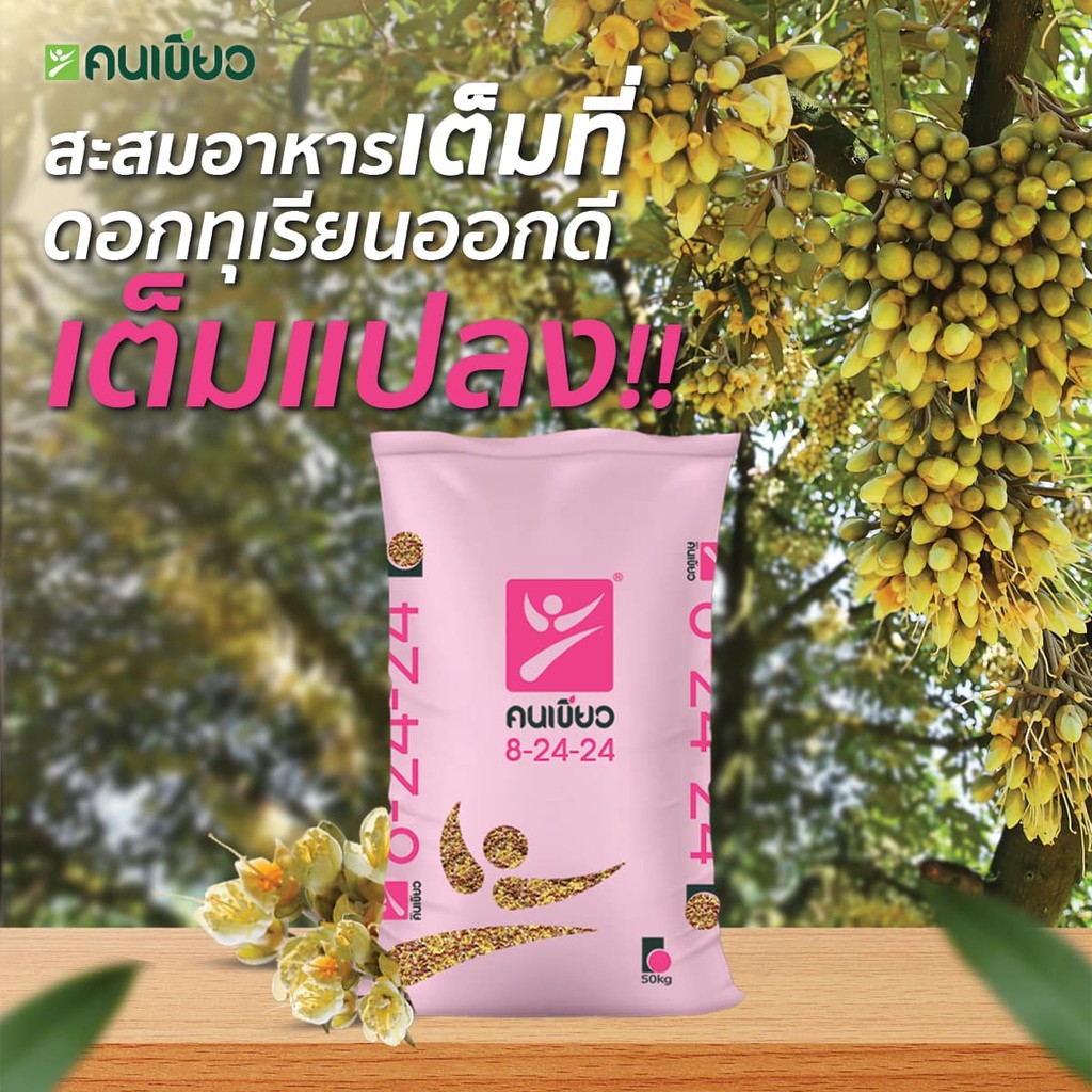 #ยกกระสอบ50kg ปุ๋ย 8-24-24 ตราคนเขียว สะสมอาหาร เร่งดอก​ บำรุงผล #ปุ๋ยคนเขียว