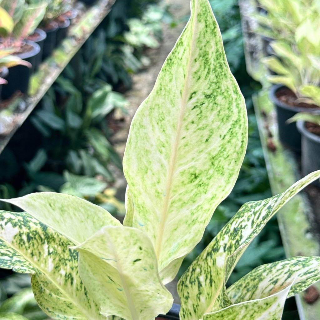 มุมมอง 5