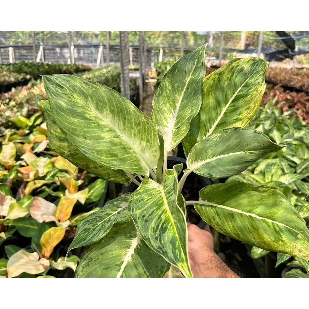 มุมมอง 2