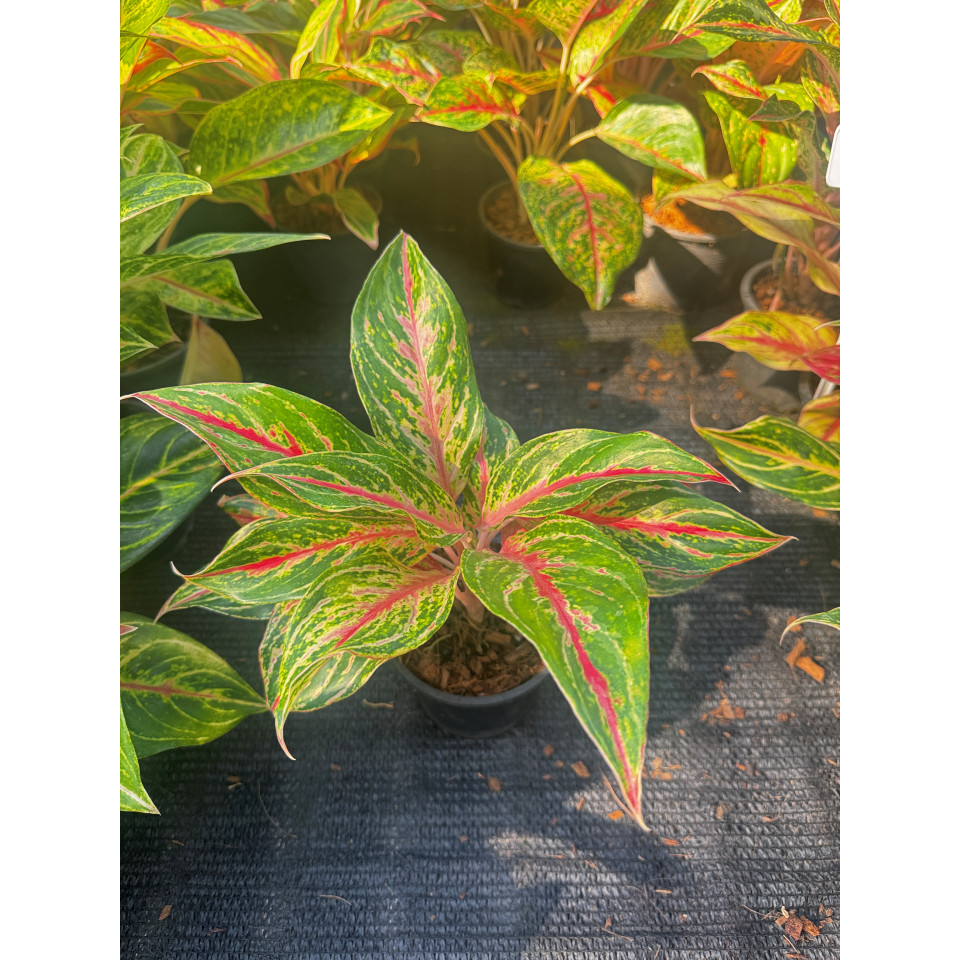 มุมมอง 5