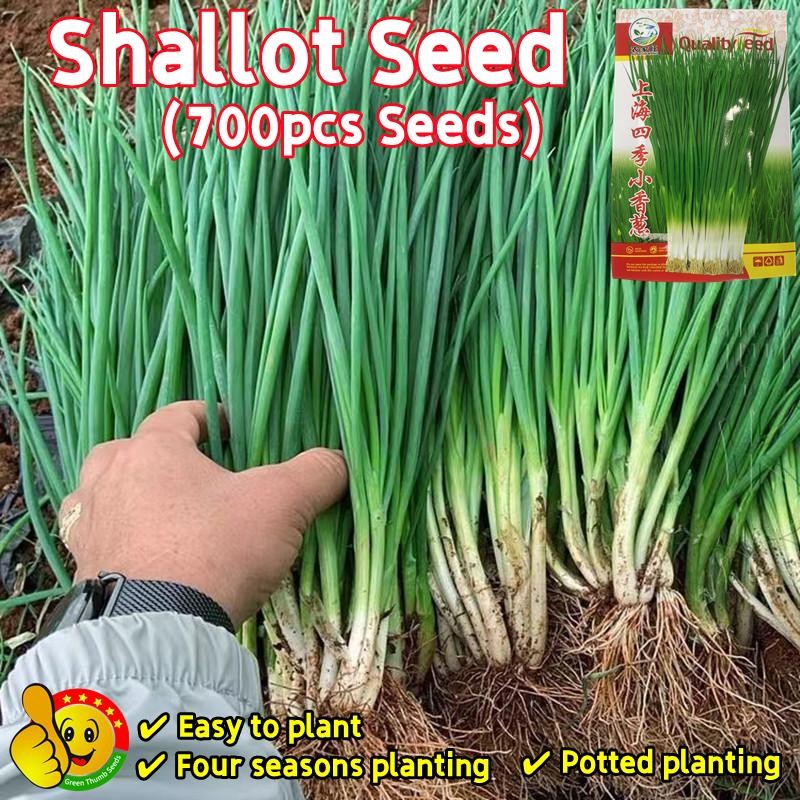 700เมล็ด/ซอง เมล็ดหอมแบ่ง Full Seasons Shallot Seeds Balcony Potted Shallot Vegetable Seeds for Planting Organic Plant