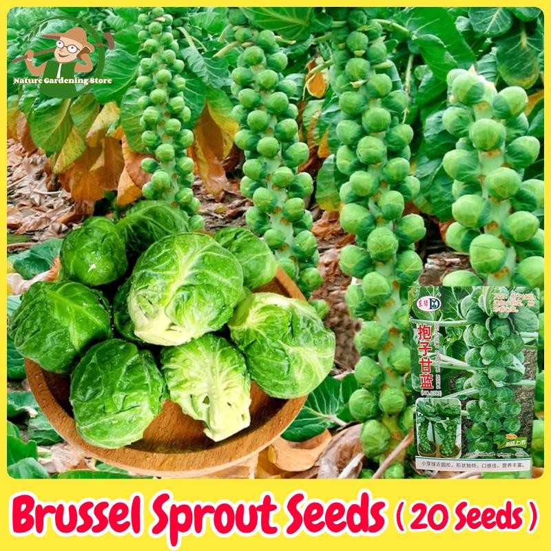 เมล็ดพันธุ์ กะหล่ำดาว บรรจุ 20 เมล็ด Brussels Sprouts Seed Organic Vegetable Seeds for Planting เมล็ดกะหล่ำบรัสเซลส์