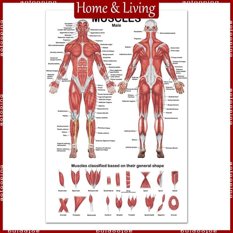 Aoto Professional Human Muscular System Anatomical Chart Human Muscle Anatomy Poster