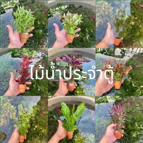 ส่งด่วน - ต้นไม้น้ำ ไม้น้ำตู้ปลา เลี้ยงง่าย ไม่ต้องใช้คาร์บอน