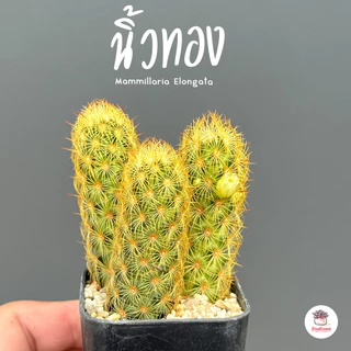รวมนิ้ว Mammillaria elongata หลายสายพันธุ์ ส่งทั้งกระถาง cactus&succulent