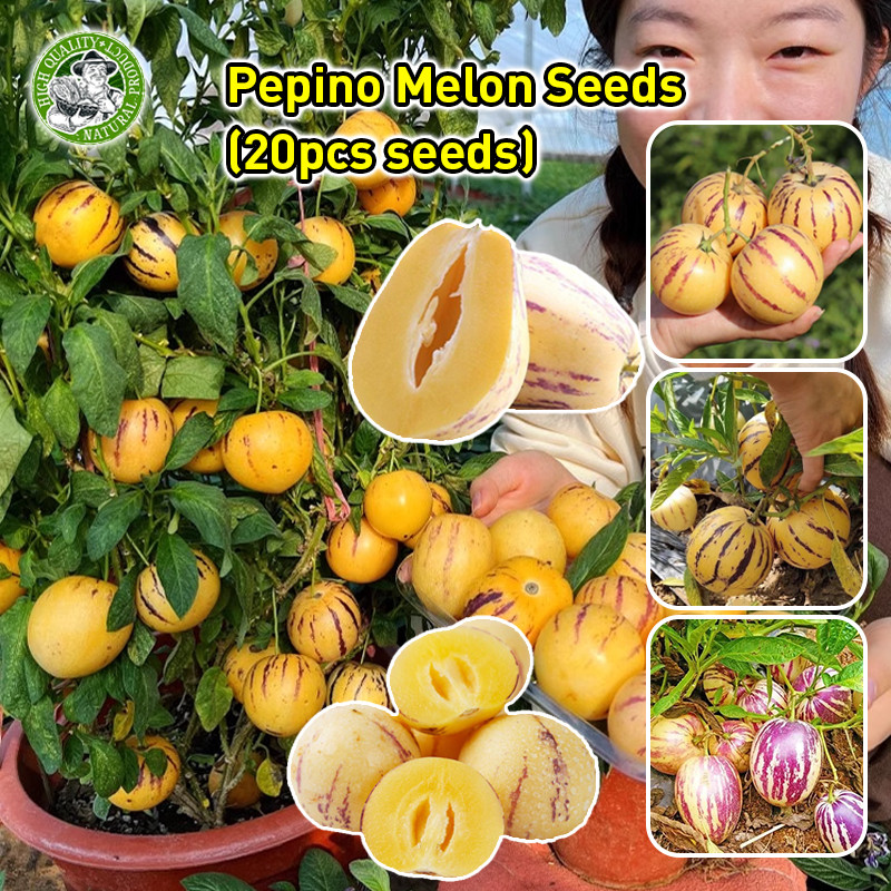 เมล็ดพันธุ์เมล่อนเปปิโนฮอลแลนด์ ผลผลิตสูง ผลไม้เพื่อสุขภาพ Ginseng Fruit Seeds Sweet Pepino Melon Fruits Plant Seeds