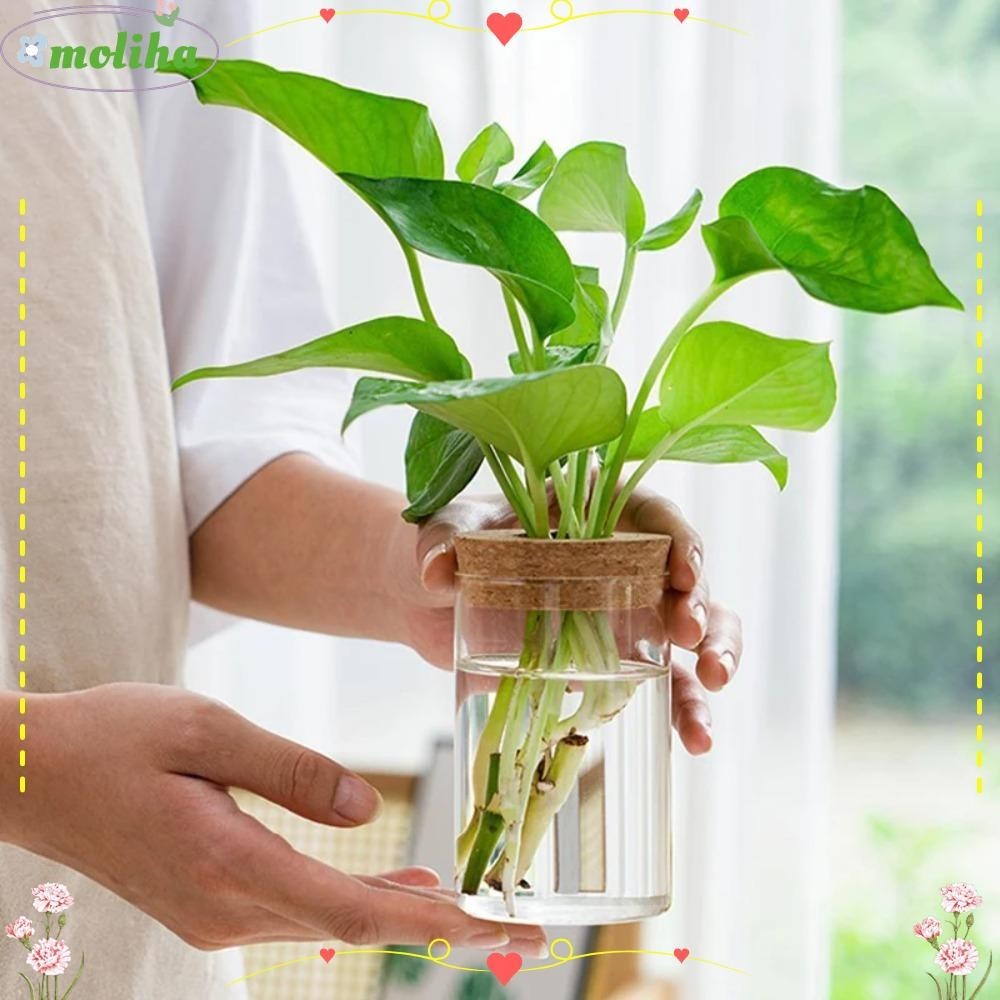 Moliha Hydroponic Vase, โปร ่ งใส Soilless วัฒนธรรมพืชแจกัน , ตกแต ่ งบ ้ านรอบดอกไม ้ หม ้ อสํานักงานเดสก ์ ท ็ อป