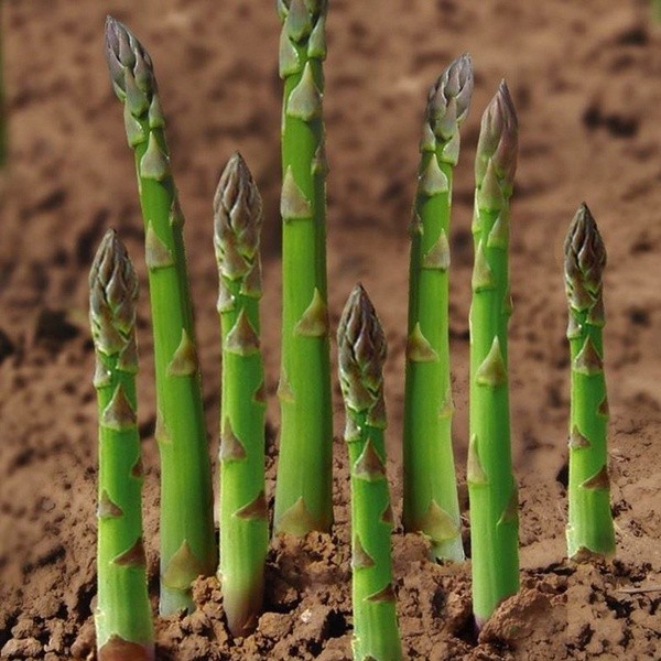 20 pcs Seeds Green White Asparagus Seed Asparagus Organic Vegetable seeds เมล็ดพันธุ์พืช พรรณไม้ ต้น