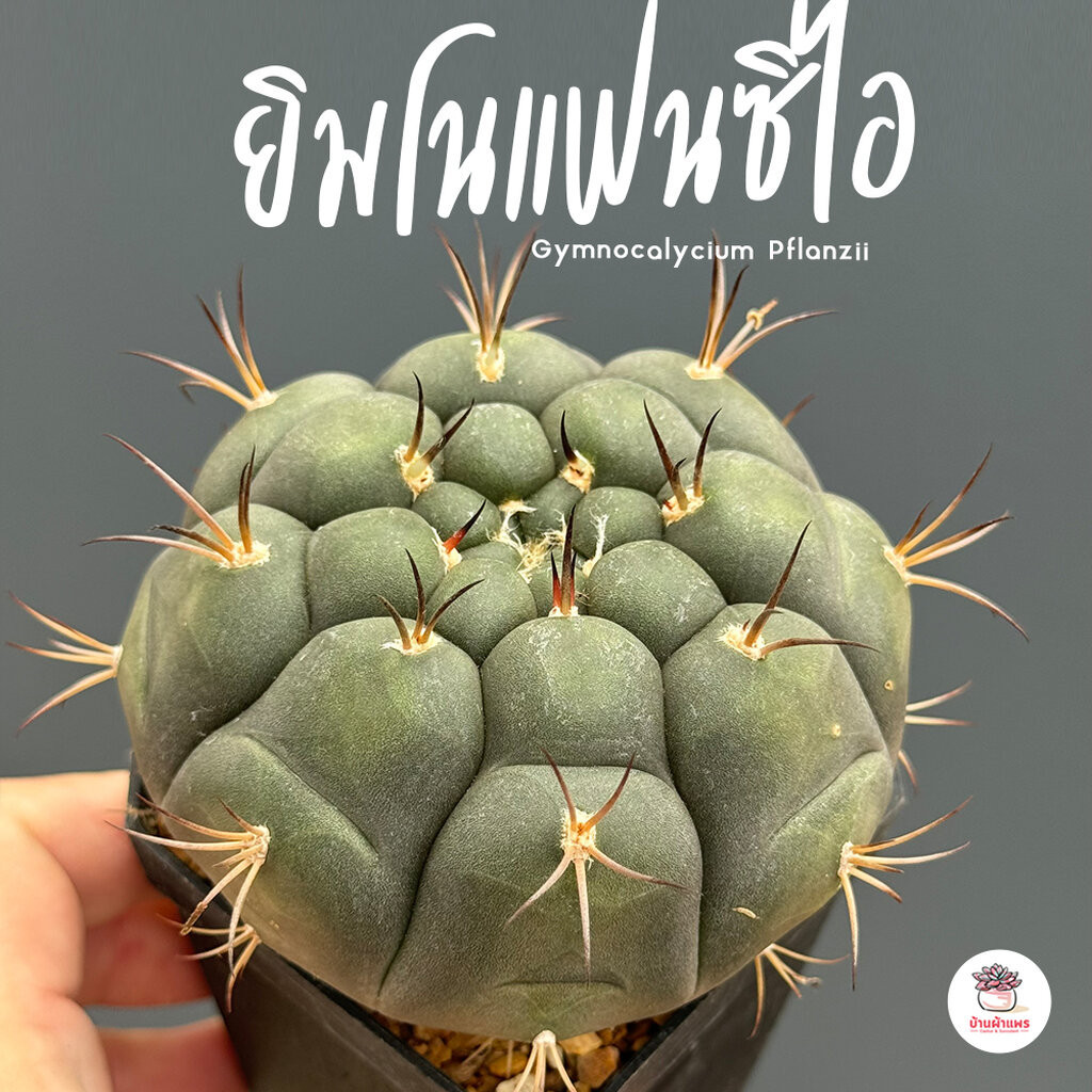 ยิมโนแฟนซิไอ #กระถาง3นิ้ว Gymnocalycium Pflanzii แคคตัส กระบองเพชร cactus&succulent