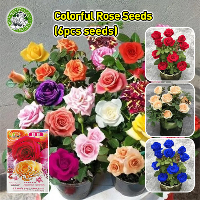 กุหลาบหลากสี เมล็ดดอกไม้ Rainbow Rose Seeds Colorful Rose Flower Seeds Fragrant Flowering Plants See