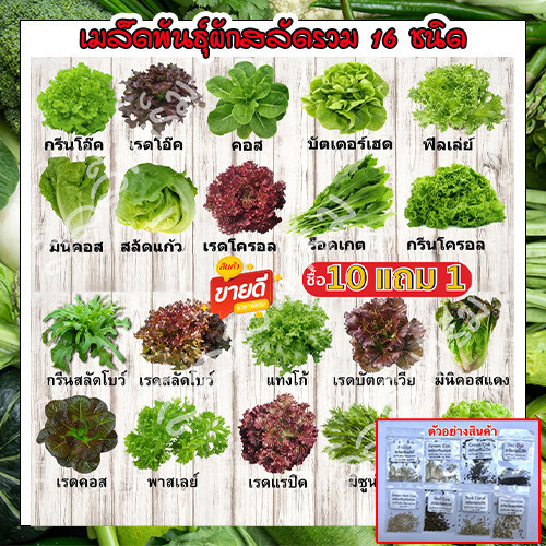 [10แถม1คละได้] เมล็ดผักอินทรีย์ เมล็ดพันธุ์ผักสลัด เมล็ดผักสลัด 100-200 เมล็ด 10 บาท ถูกที่สุด