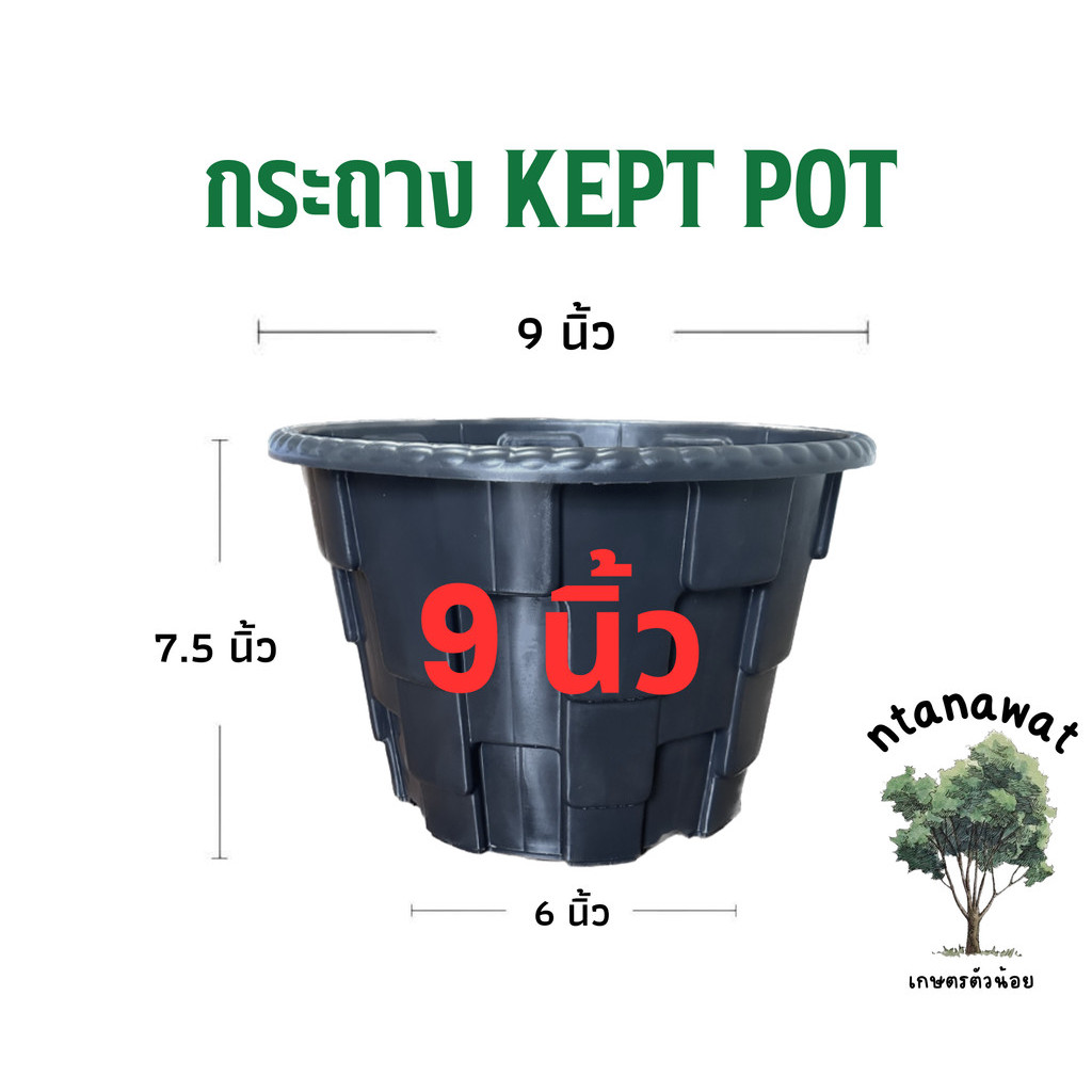 กระถางเร่งราก ขนาด 9 นิ้ว Air Pot กระถางมีรู (พลาสติกเกรดA)