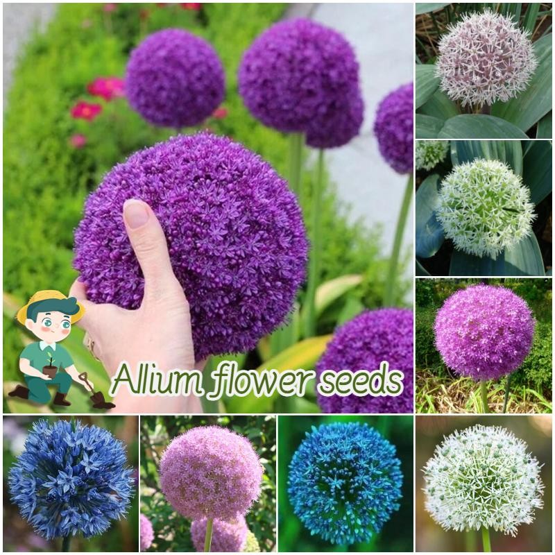ปลูกง่าย เมล็ดพันธุ์ ดอกอัลเลี่ยม บรรจุ 100เมล็ด Mix Giant Allium Flower Seed ต้นไม้มงคล เมล็ดพันธุ์ดอกไม้ พันธุ์ดอกไม้