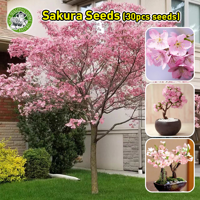 ของแท้ เมล็ดซากุระญี่ปุ่น Original Japanese Sakura Seed Bonsai Flower Seed เมล็ดดอกไม้ บอนไซ ต้นไม้ บอนสี พันธุ์ไม้หายาก